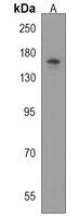 BCORL1 Rabbit Polyclonal Antibody