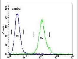 CD20L1 Antibody