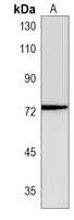 SERAC1 Antibody