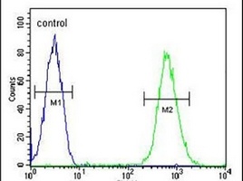 CD37 Rabbit Polyclonal Antibody