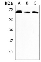 AMY2B Rabbit Polyclonal Antibody