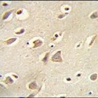 MCH Receptor 1 Antibody