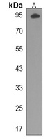 MICALL1 Antibody
