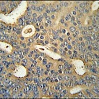 MICALL1 Antibody