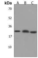 SCXA Rabbit Polyclonal Antibody