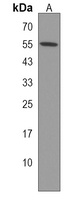CIART Rabbit Polyclonal Antibody