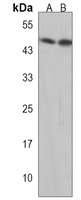 BSCL2 Rabbit Polyclonal Antibody