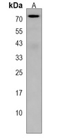 RFT1 Antibody