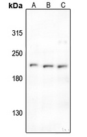 ABL1/2 (Phospho-Y393/439) Rabbit Polyclonal Antibody