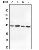 Alpha-actin-3 Rabbit Polyclonal Antibody