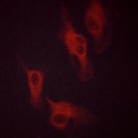 Beta-2 Adrenergic Receptor (Phospho-S346) Rabbit Polyclonal Antibody