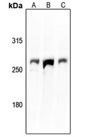 Aggrecan Rabbit Polyclonal Antibody