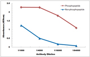 AKT (Phospho-S473) Antibody