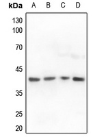 ALDOA Rabbit Polyclonal Antibody