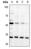 AMD1 Rabbit Polyclonal Antibody