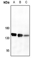 CD13 Rabbit Polyclonal Antibody