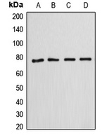Annexin A6 Rabbit Polyclonal Antibody