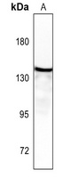 Aldehyde Oxidase Rabbit Polyclonal Antibody