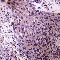 Aldehyde Oxidase Rabbit Polyclonal Antibody