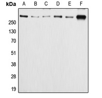 (Phospho-S2054) Rabbit Polyclonal Antibody (APC)