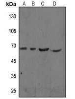cIAP1 Antibody