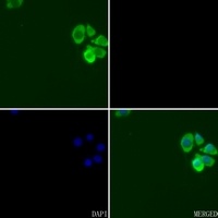 cIAP1 Antibody