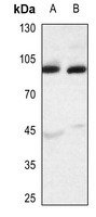 APLP2 Rabbit Polyclonal Antibody