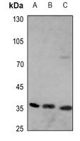 Apolipoprotein E Rabbit Polyclonal Antibody