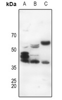 CD178 Antibody