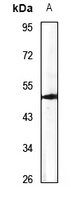 ATP6AP1 Rabbit Polyclonal Antibody