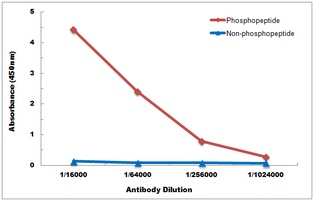 BCL2 (Phospho-T69) Antibody