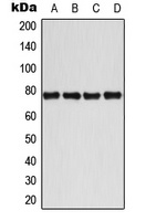 BMX (Phospho-Y40) Rabbit Polyclonal Antibody