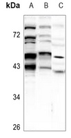 BNIP2 Rabbit Polyclonal Antibody