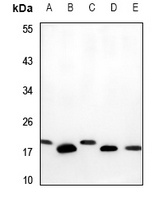 PBR Rabbit Polyclonal Antibody