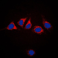 Calnexin Rabbit Polyclonal Antibody