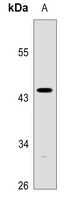 Caspase 1 p10 Rabbit Polyclonal Antibody