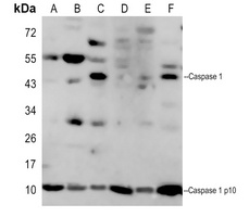 Caspase 1 p10 Rabbit Polyclonal Antibody