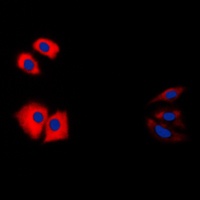 Caspase 1 p10 Rabbit Polyclonal Antibody