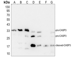 Caspase 3 Rabbit Polyclonal Antibody