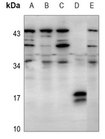 Caspase 3 p17 Rabbit Polyclonal Antibody