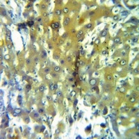 Caspase 5 Rabbit Polyclonal Antibody