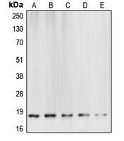 Caspase 6 p18 Rabbit Polyclonal Antibody