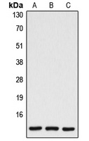 Caspase 7 p11 Antibody