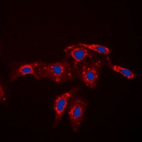 Caspase 7 p11 Antibody