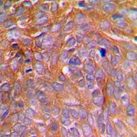 Caspase 8 (Phospho-S347) Rabbit Polyclonal Antibody