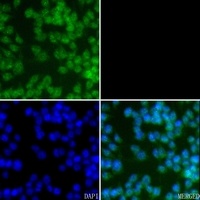 Caspase 8 (Phospho-Y380) Rabbit Polyclonal Antibody