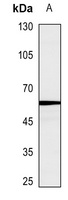 Caspase 10 Antibody