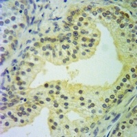 Caspase 10 Antibody