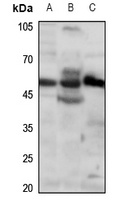 RUNX2 Rabbit Polyclonal Antibody
