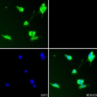 RUNX2 Rabbit Polyclonal Antibody
